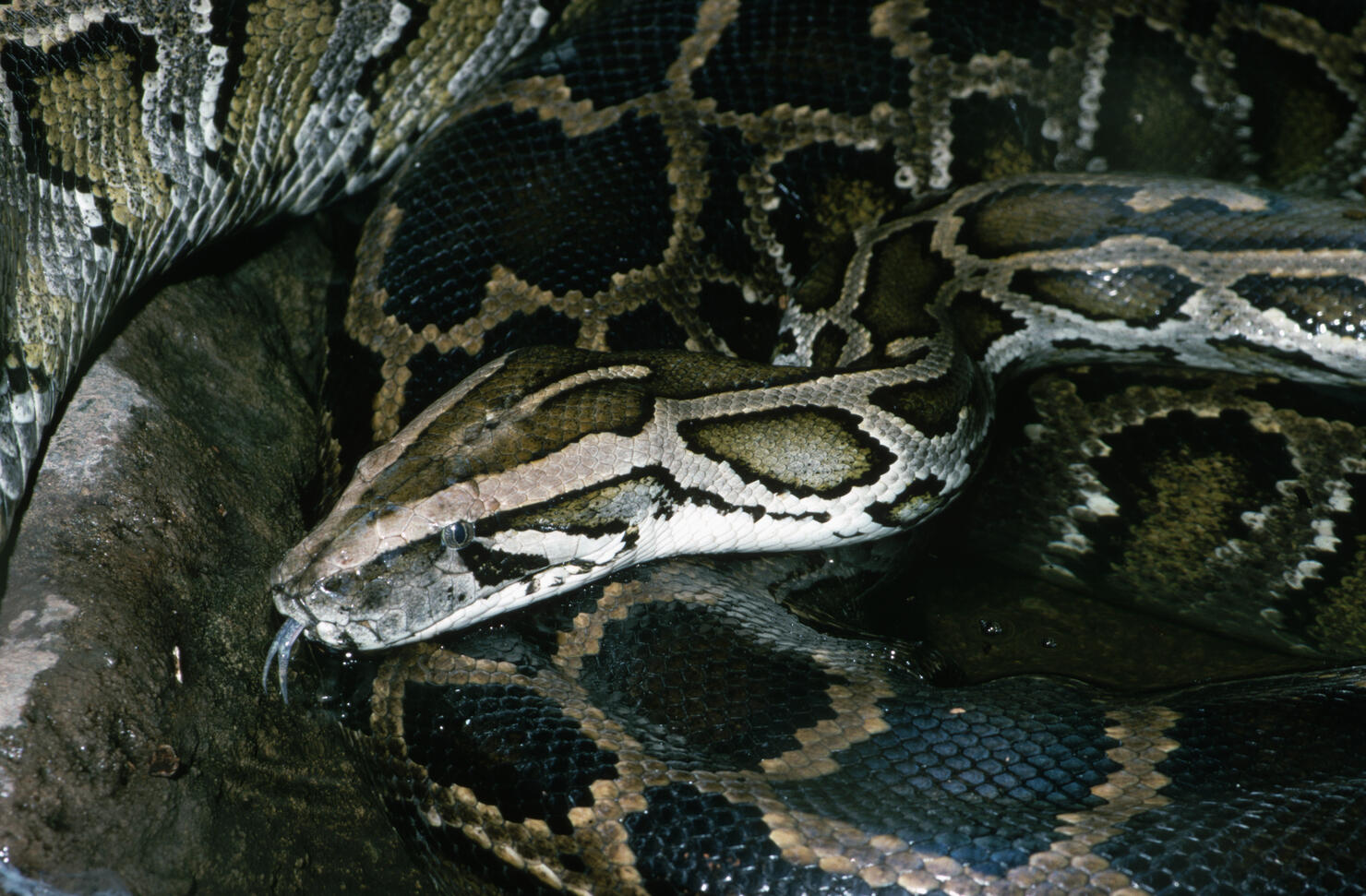 Common Burmese Python