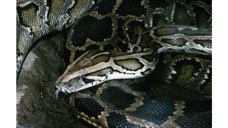 Common Burmese Python