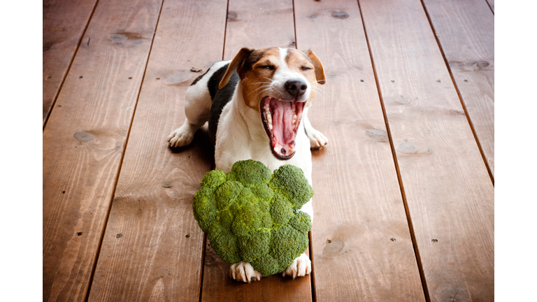 Dog Yawning While Sitting With Broccoli On Hardwood Floor