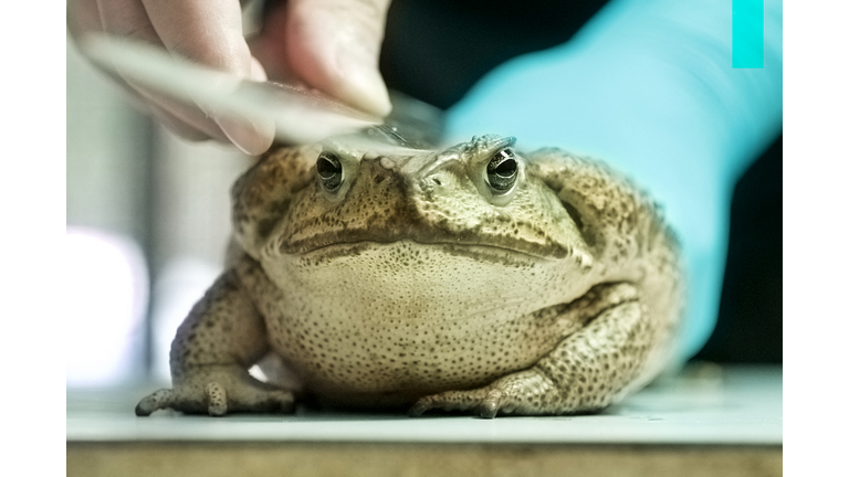 TAIWAN-ENVIRONMENT-CONSERVATION-TOAD