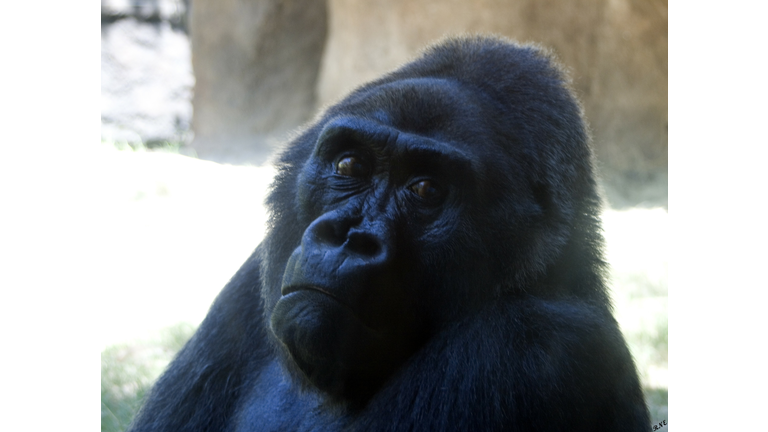 Gorilla