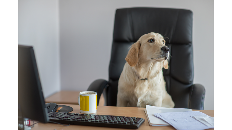 Close-Up Of Dog Sitting On Chair At Desk In Office