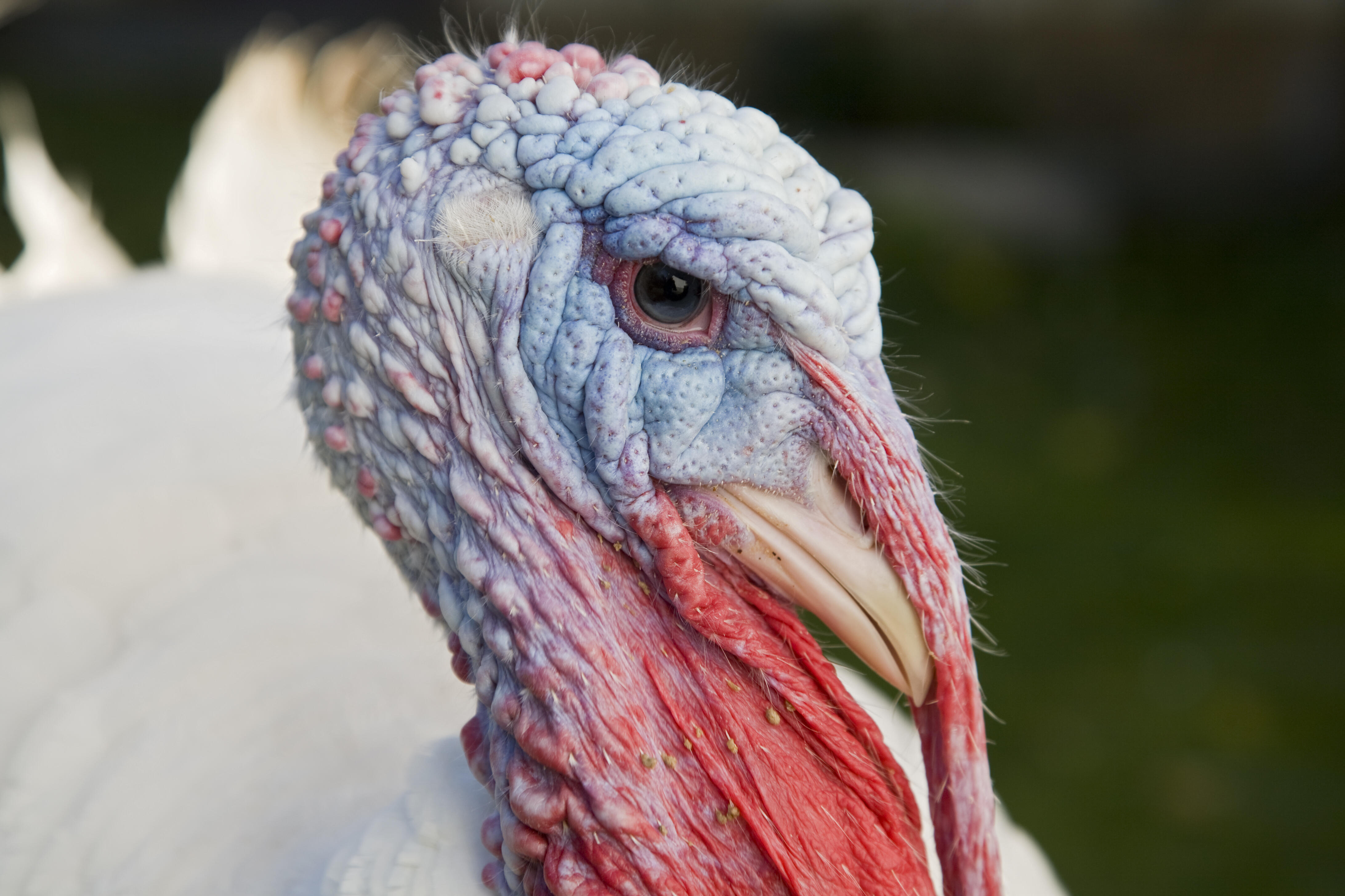 индюшка. факты о индюках. звуки издаваемые индюком. индюшачий звук. индюк звук издает.