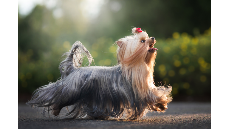 Close-up of purebred yorkshire terrier walking on road,Hakadal,Norway