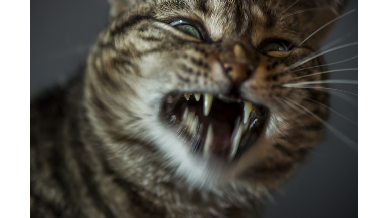 Angry cat showing teeth