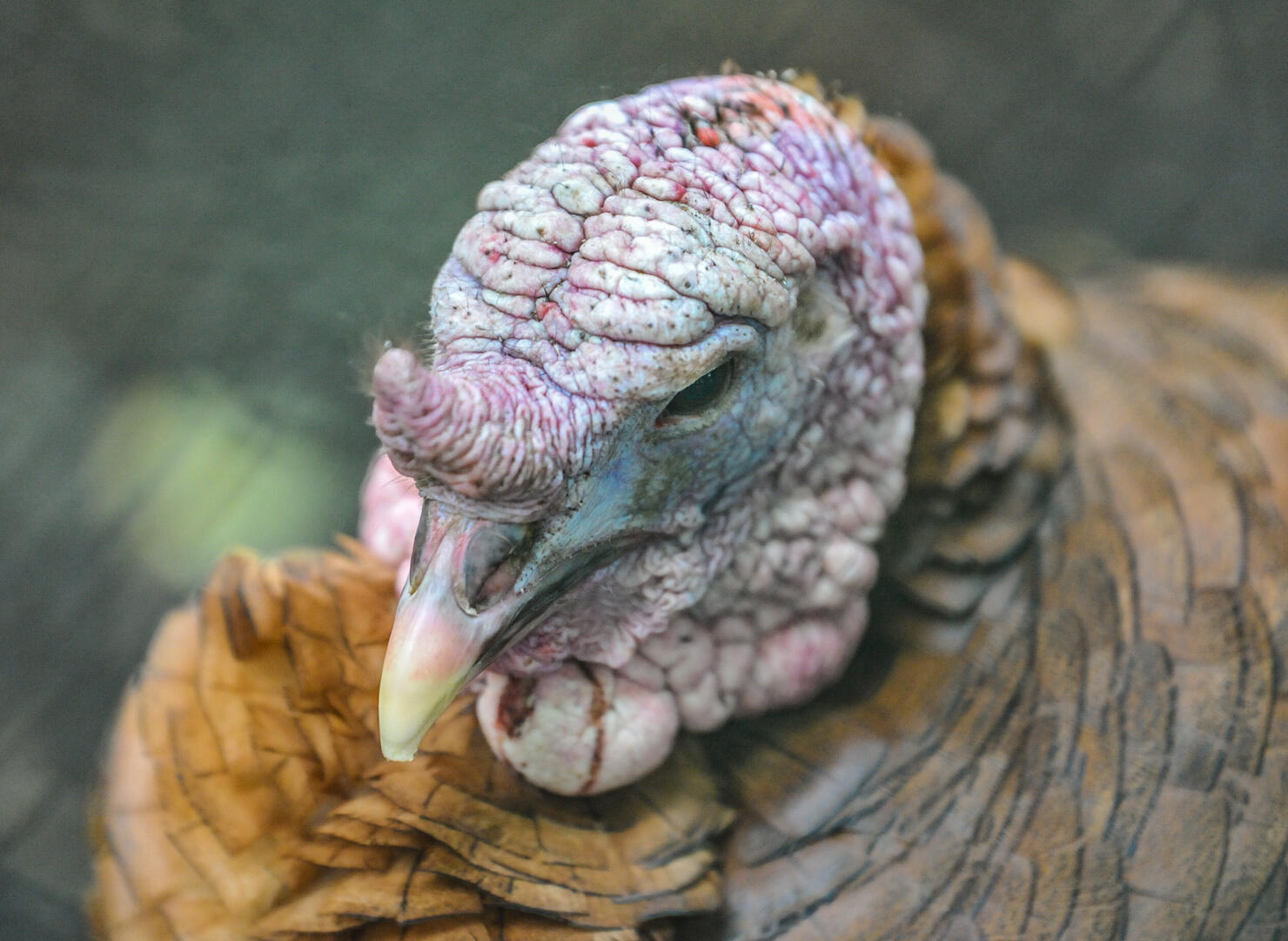 Close-up of male Bronze turkey snood and head