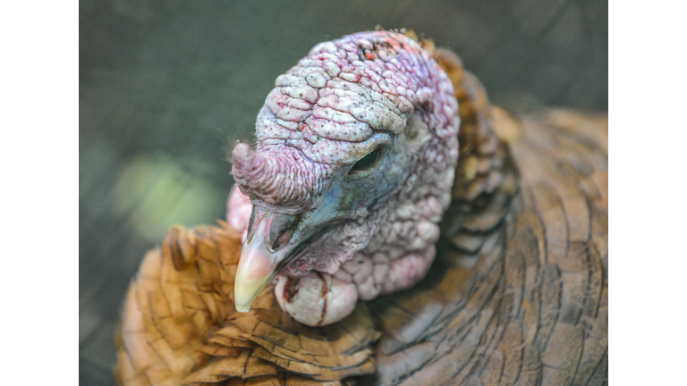 Close-up of male Bronze turkey snood and head