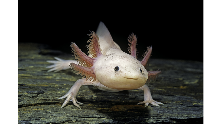 Ambystoma mexicanum f. leucistic (axolotl)