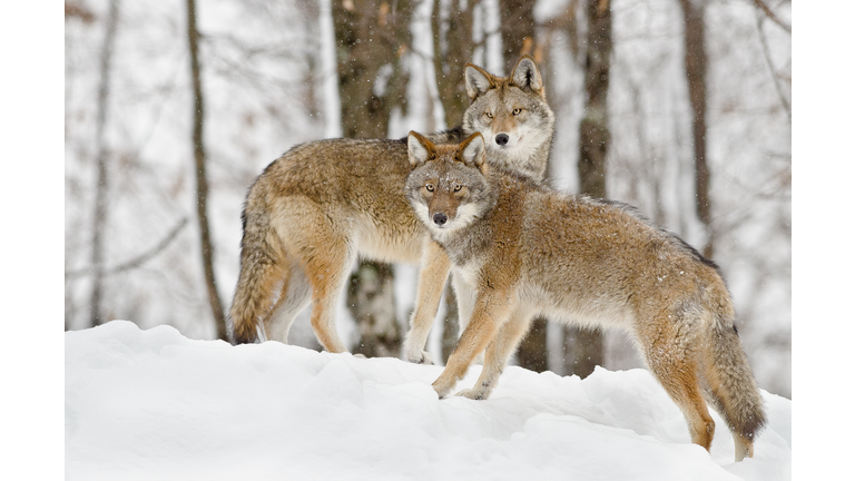 Two coyotes standing on snow, Park Omega, Montebello, Quebec, Canada