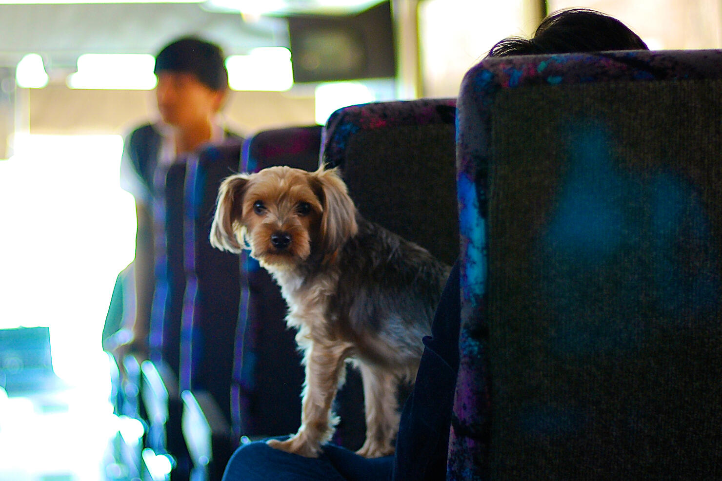 Dog in a bus