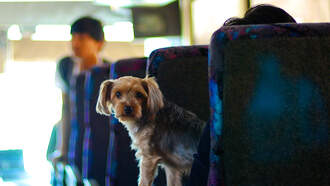 Servicios de transporte gratuitos de evacuación en Tampa Bay 