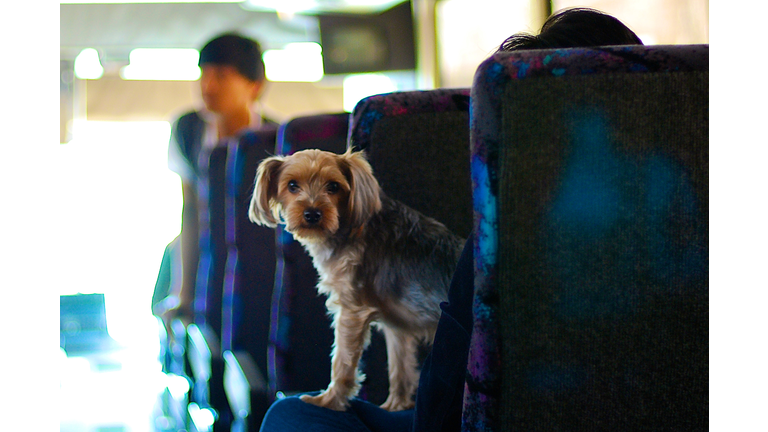 Dog in a bus
