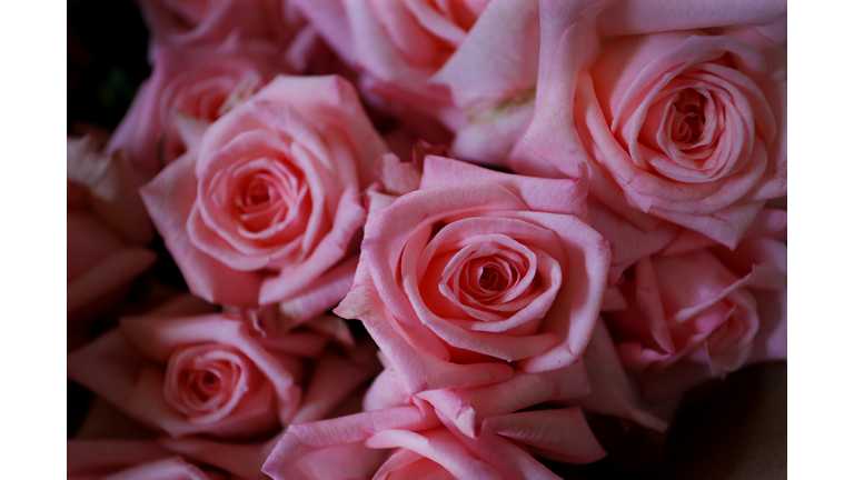 Australian Flower Industry Prepares For Valentine's Day