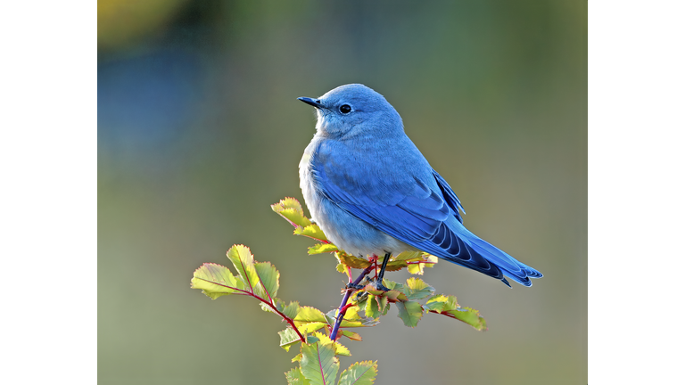 Mountain Blubird,Close-up of songtanager perching on branch,Colorado,United States,USA