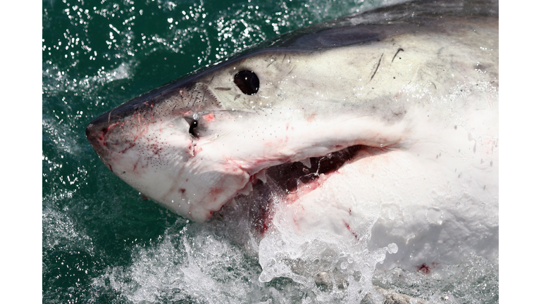 Cage Diving With Great White Sharks In South Africa