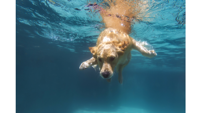 Dog swimming in pool