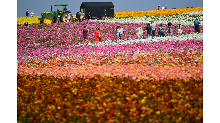 US-ECONOMY-AGRICULTURE-FLOWERS