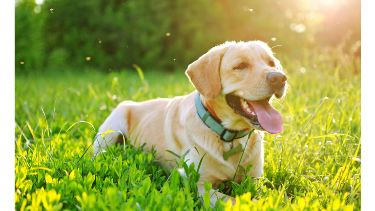 Labrador in the nature.