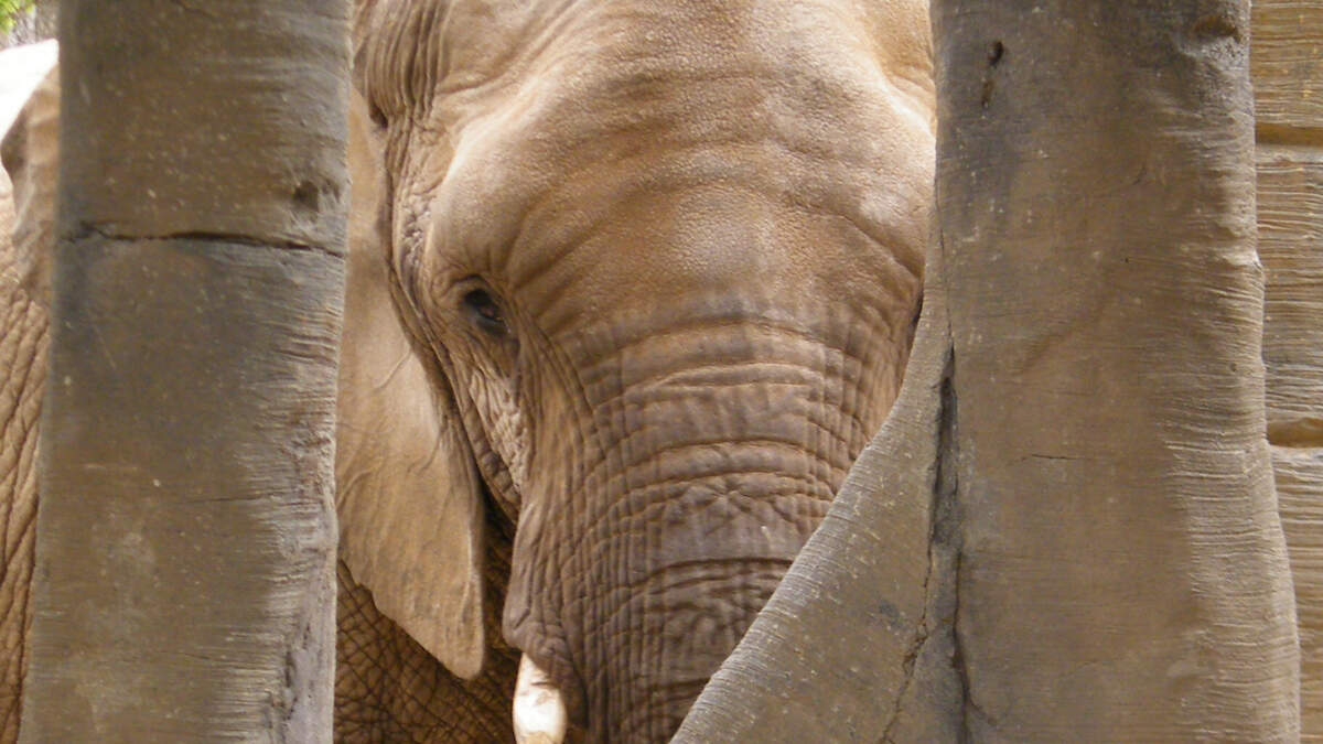 L.A. Zoo Mourns Death of 53-Year-Old Elephant Shaunzi | KFI AM 640 | LA ...