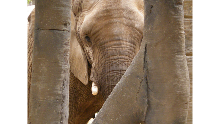 Elephant behind a set of trees