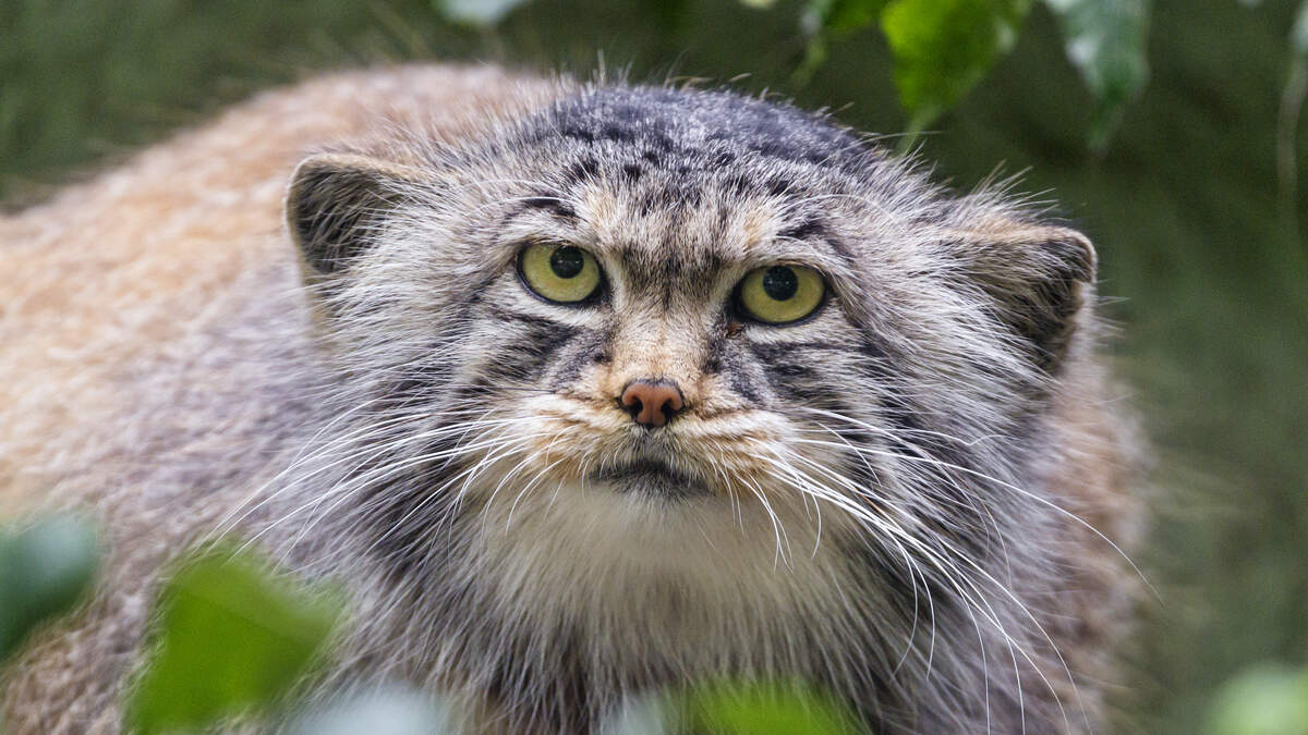 Why a Near-Threatened Status has the Pallas's Cat Royally Grumpy