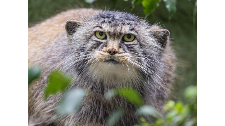 Pallas's cat and vegetation