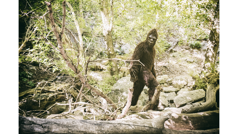 Bigfoot in WIld