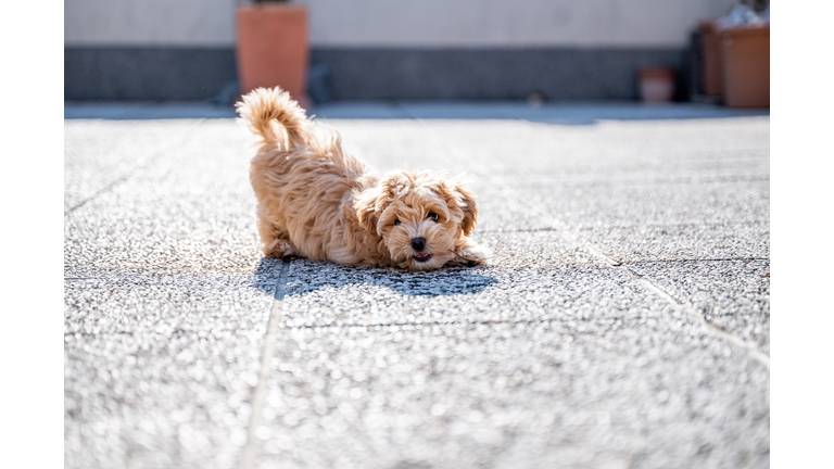 Little cute maltipoo puppy