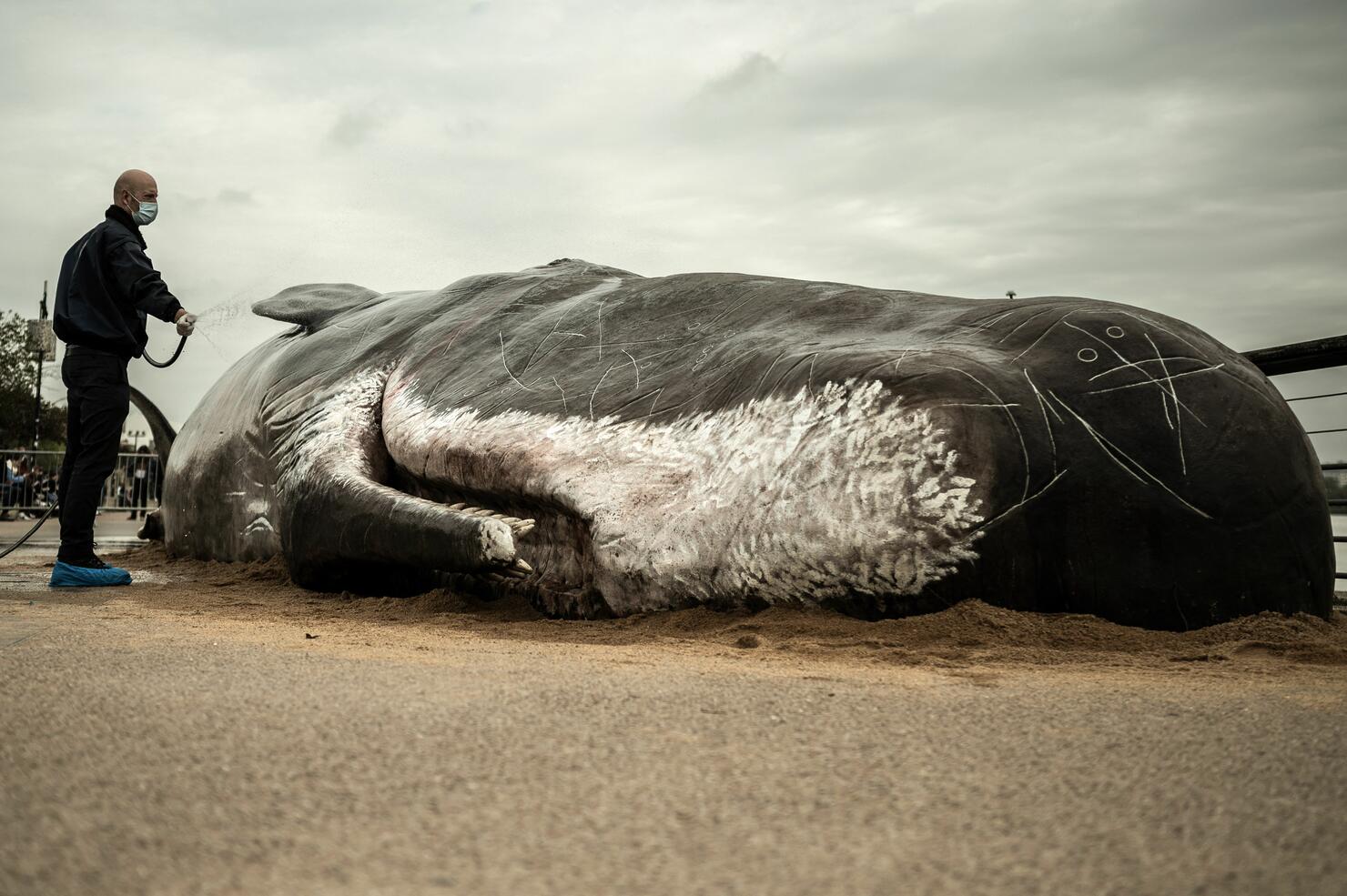 FRANCE-ART-WHALE-OFFBEAT