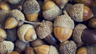 Exterminator Finds Thousands of Acorns Behind Wall of House