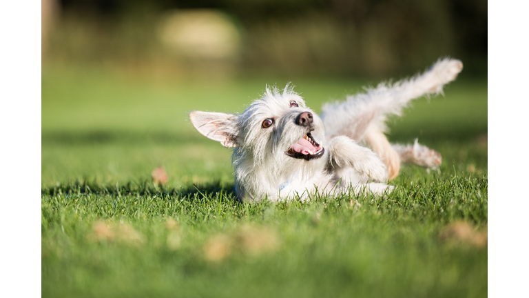 Dog Smiling while Rolling in Grass Outdoors