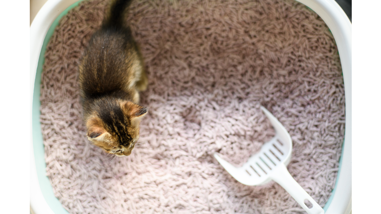 Directly Above Cat Litter Box  with a kitten inside