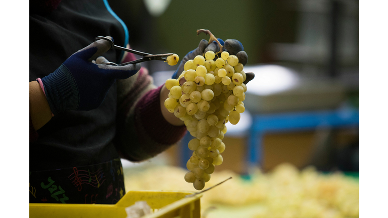 SPAIN-AGRICULTURE-TRADITION-NEW YEAR-GRAPES