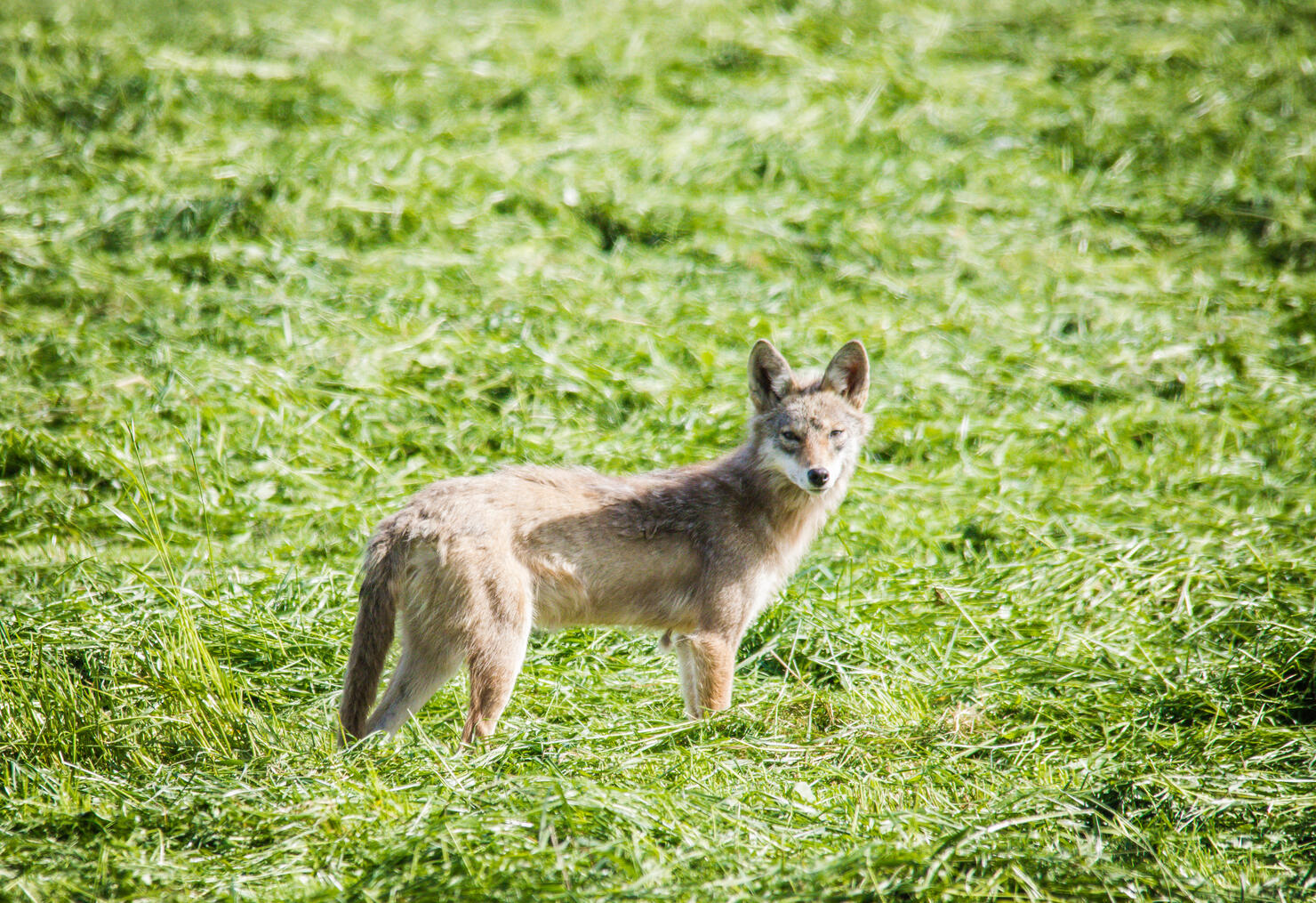 Coyote
