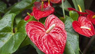 Plants, Bio-Communication, & Memory