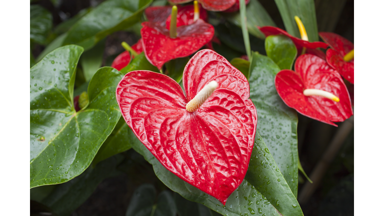 Plants, Bio-Communication, & Memory