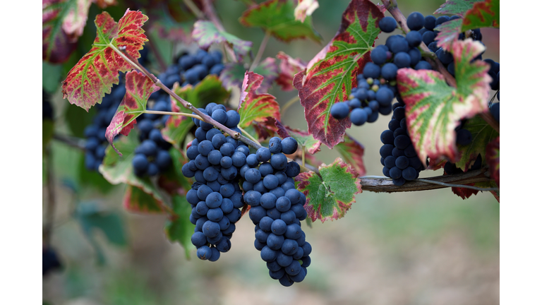 FRANCE-AGRICULTURE-VITICULTURE-WINE-BURGUNDY-HARVEST