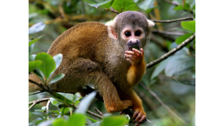 Black Capped Squirrel Monkey Portrait