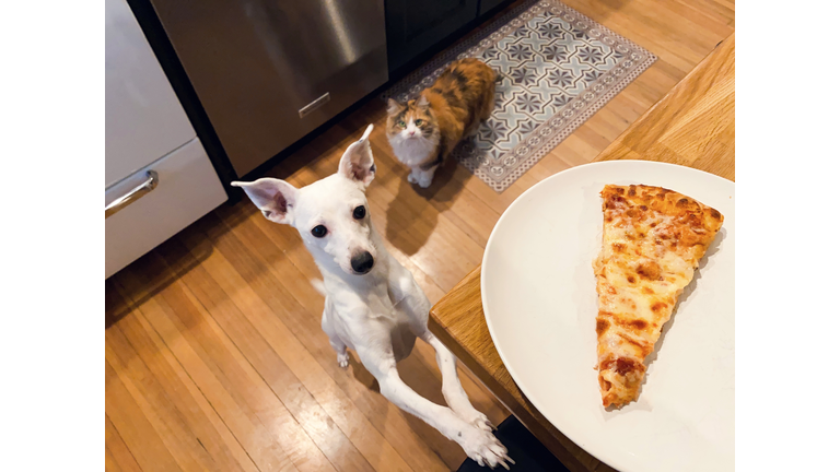 Little white dog and a cat begging for pizza