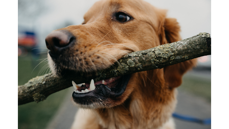 Close up Golden Retriever with Stick