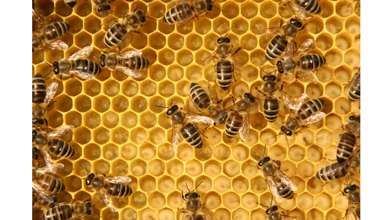 Close-up of bees working in a beehive