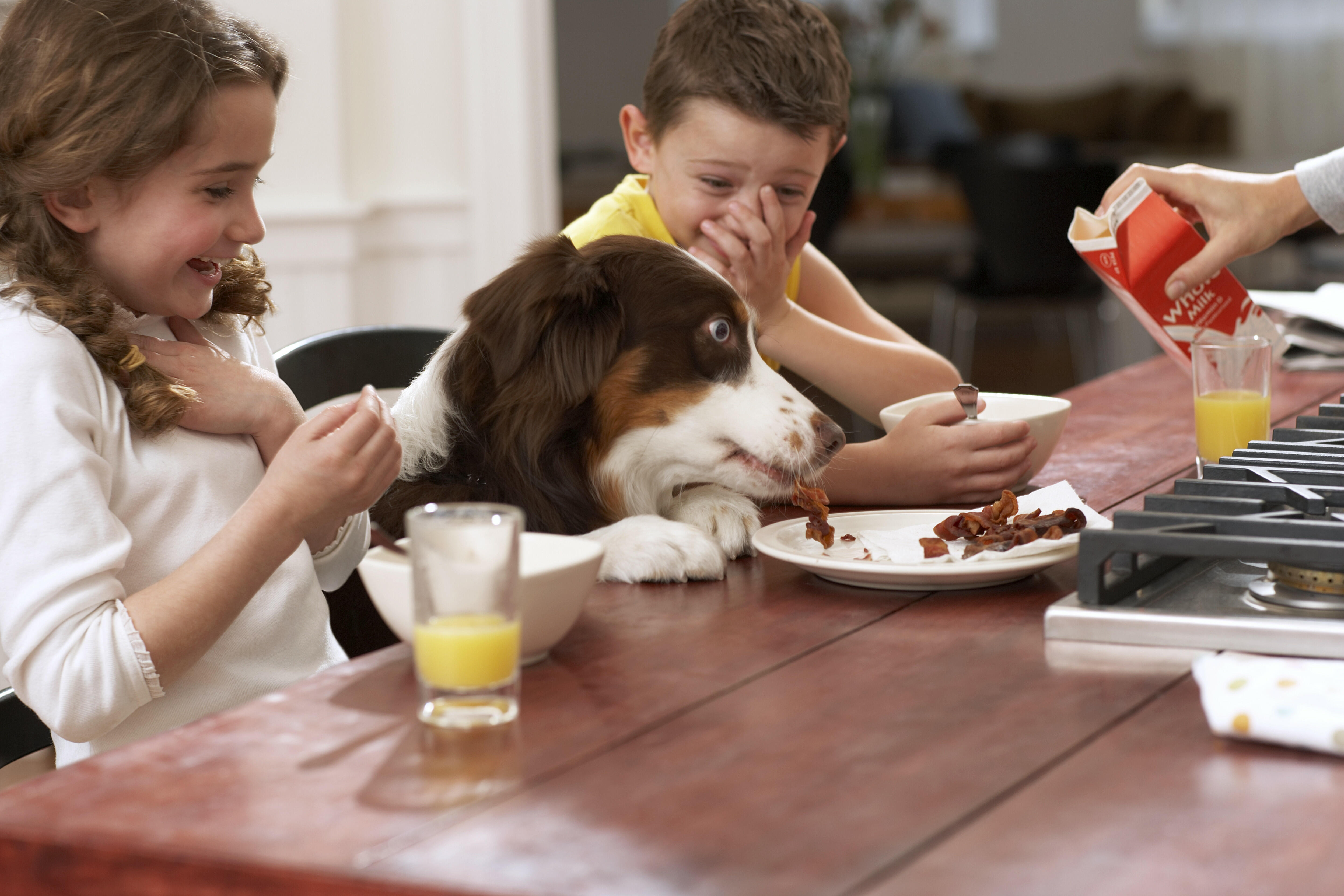 Feeding Table Scraps To Your Dog Could Make Them Healthier iHeart