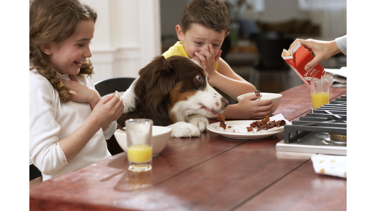 Dog eating scraps from plate between children (6-8) at kitchen table