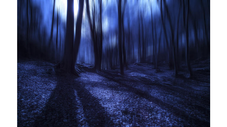 Ancient Forest, Mystery Bursts, ISON, & Crop Circles