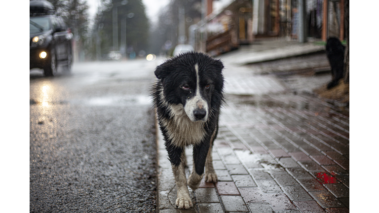 Portrait Of Dog Standing On Footpath