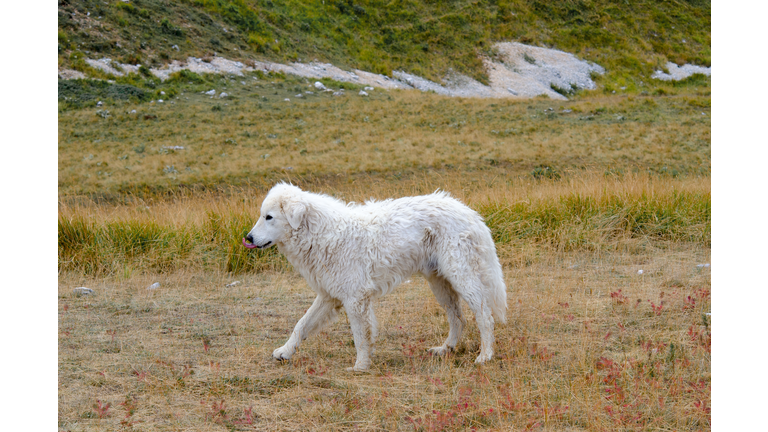 Side view of sheep standing on field,Campo Imperatore,Italy