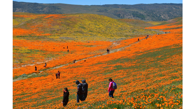 US-NATURE-BOTANY-POPPIES