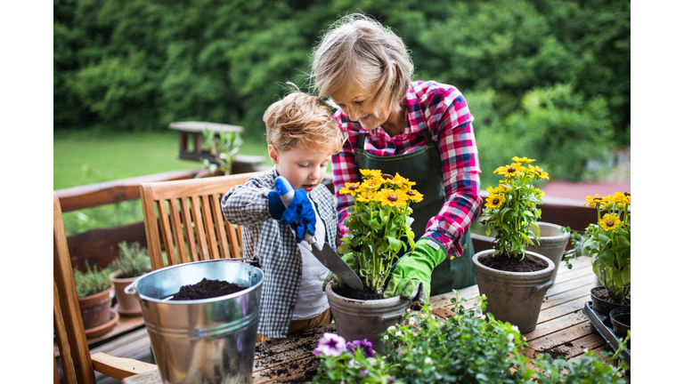 An attractive senior woman with a toddler boy planting flowers outdoors in summer.