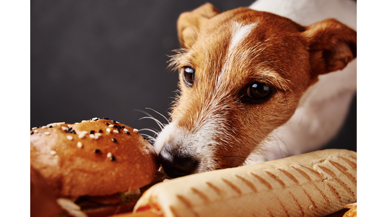 Hungry dog stealing food from table. 