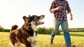 Shock Collar Question (1/2/26)